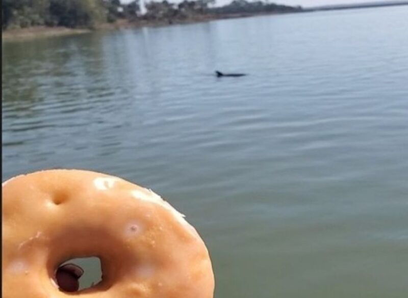 hilton-head-island-dolphin-watching-cruise-with-donuts