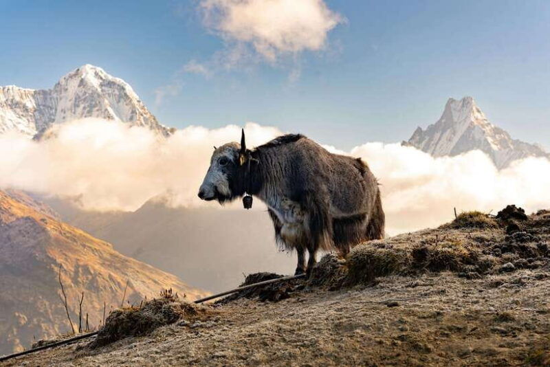 himalayan-adventure-4-day-mardi-himal-trek-from-pokhara