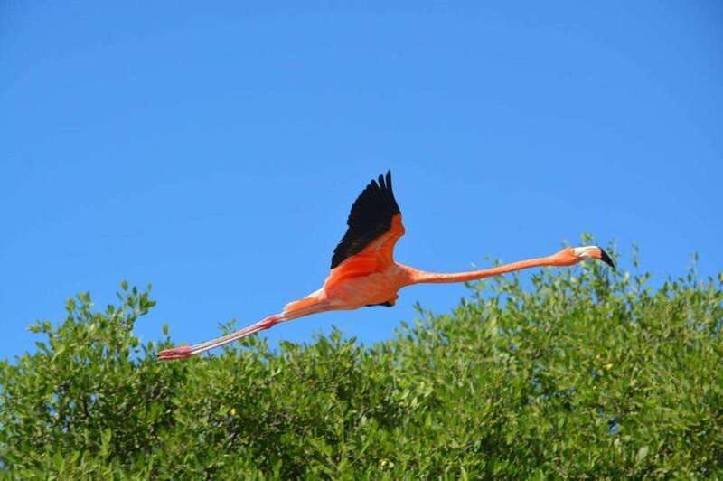 holbox-mangrove-paddling-excursion