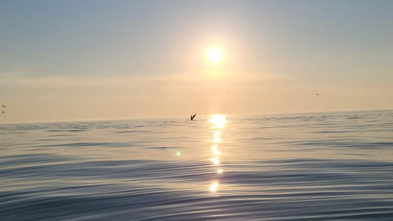 honningsvag-north-cape-king-crab-arctic-wildlife-safari