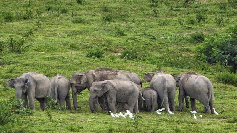hua-hin-kui-buri-elephant-safari-tour-private-2-or-3-pax