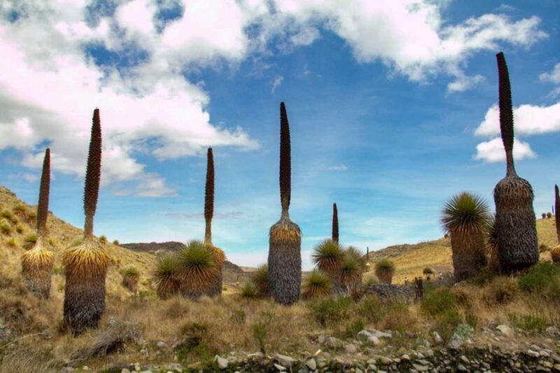 huaraz-excursion-to-the-pastoruri-snows-and-puyas-raymondi