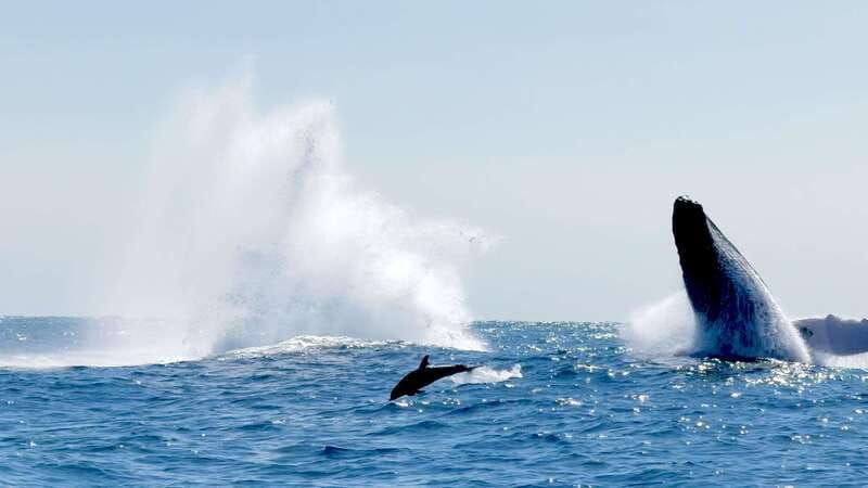 huatulco-awakening-with-stars-dolphins-boat-cruise
