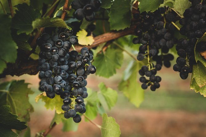 Hunter Gleann Private Tour- Indulgence Full Day Wine Tour! - Authentic Experiences and Hidden Gems