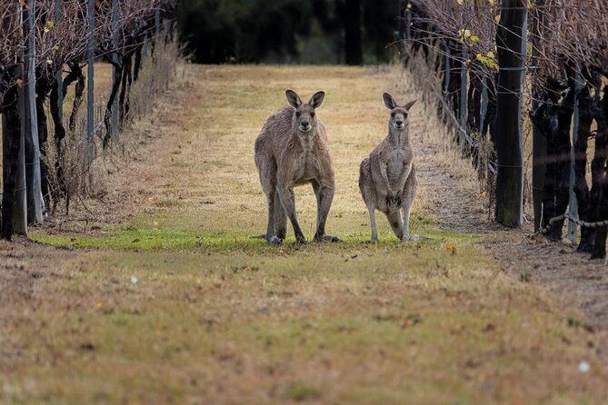 Hunter Valley Wine Tasting + Lunch Guided Day Tour - The Sum Up: Who Is This Tour For?