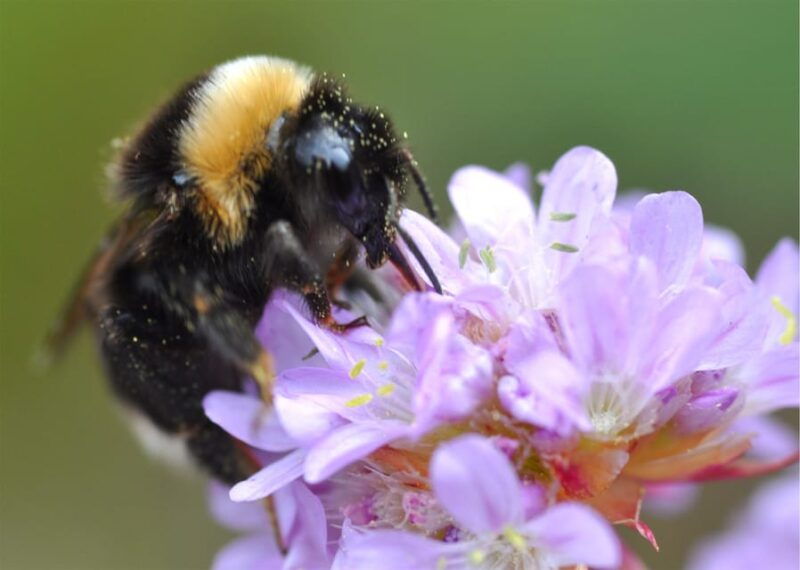 insects-and-other-fantastic-creatures