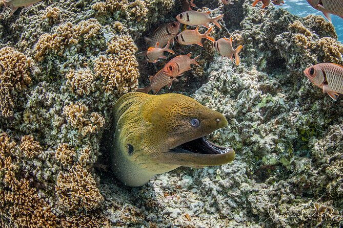 Introductory Scuba Diving Experience in Bora Bora - What Could Be Better?