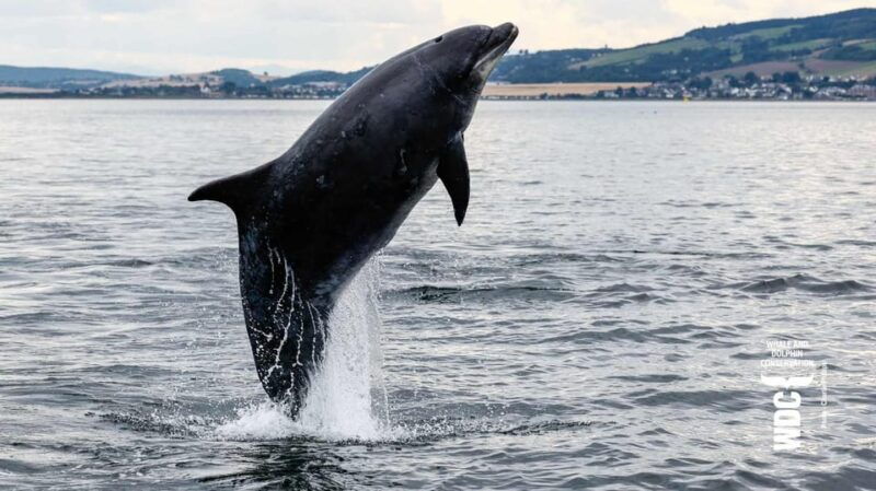 inverness-wildlife-watching-cruise-to-chanonry-point