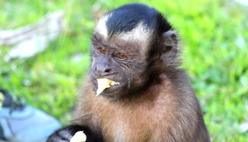 iquitos-2-days-and-1-night-guided-amazon-jungle-tour