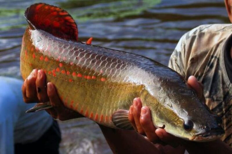 iquitos-2-days-in-the-amazon-natural-wonder-of-the-world