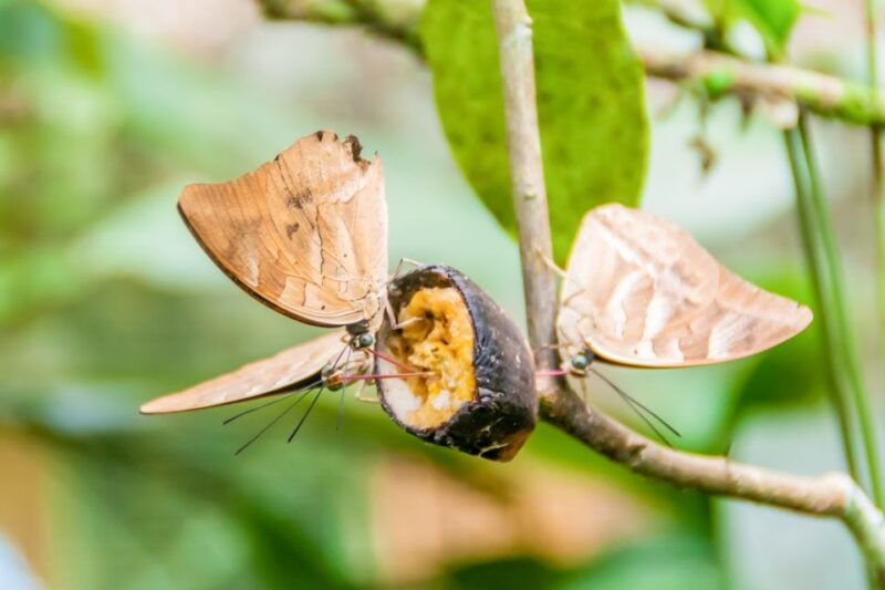 iquitos-6-hour-amazon-river-tour-w-belen-butterfly-farm