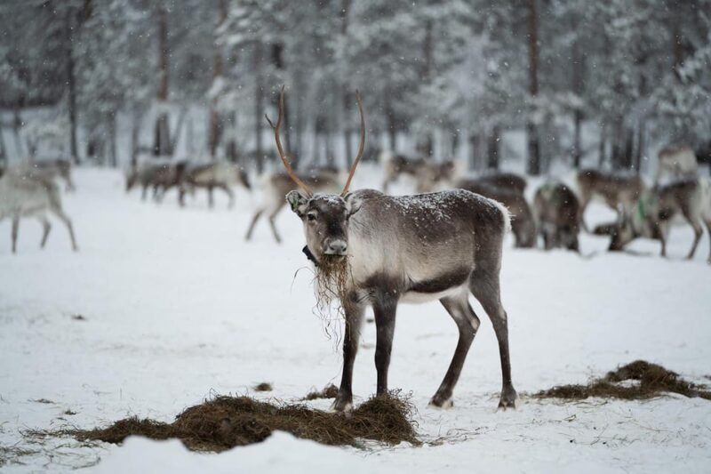 ivalo-reindeer-herders-and-winter-fishing-with-lunch