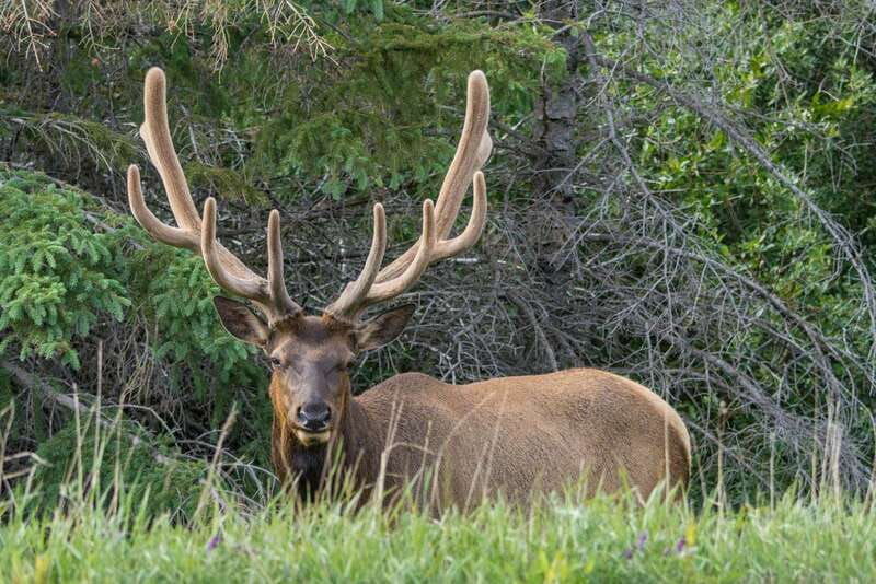 jasper-national-park-evening-or-morning-wildlife-watch-tour