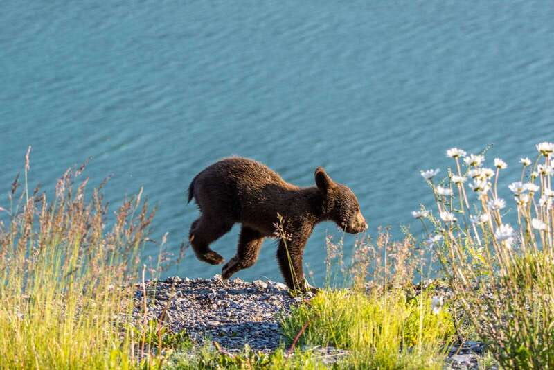 jasper-wildlife-and-waterfalls-tour-with-lakeshore-hike