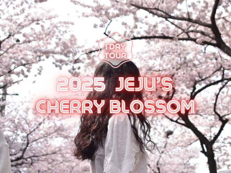 jeju-east-cherry-blossom-early-bird-tour-with-hotel-pickup