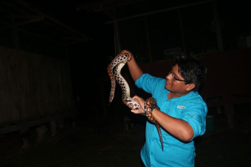 jungle-night-walk-nocturnal-wildlife-and-jungle-sounds