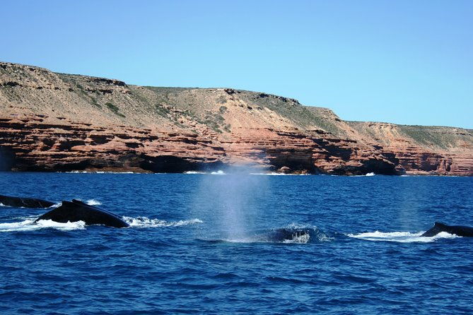 Kalbarri Whale Watching Tour Guided - Practical Details