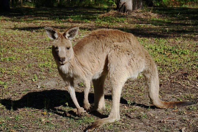 Kangaroos & Koalas in the Wild - Private Nature Experience - FAQs