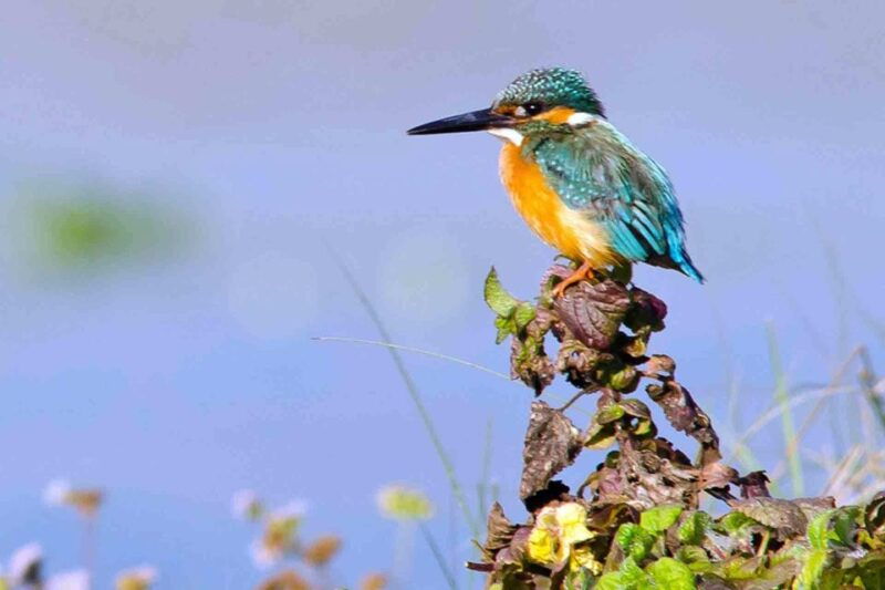 kathmandu-3-day-chitwan-safari-tour-with-hotel-transfers
