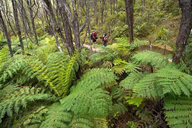 Kayak & Pitt Head Nature Loop - Guided Kayak & Unguided Walk - New Zealand - Authenticity & Real Experiences from Reviews