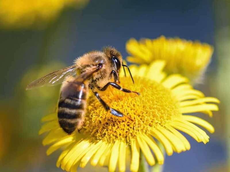 kelowna-e-bike-bee-tour-w-tastings-lunch-and-audioguide