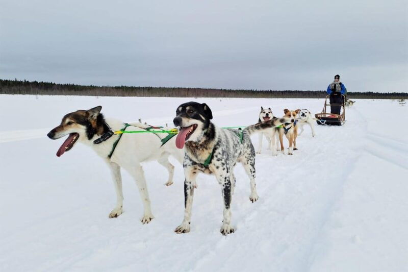 kemi-tornio-husky-sled-ride-with-hot-drink