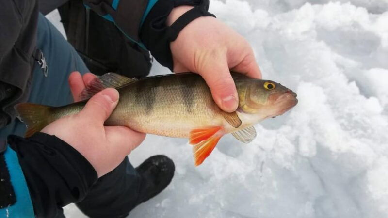 kemi-tornio-ice-fishing-safari-with-snowmobiles