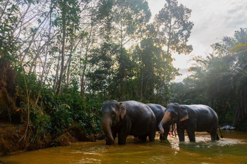 khao-lak-1-hour-elephant-sanctuary-eco-journey-with-shuttle