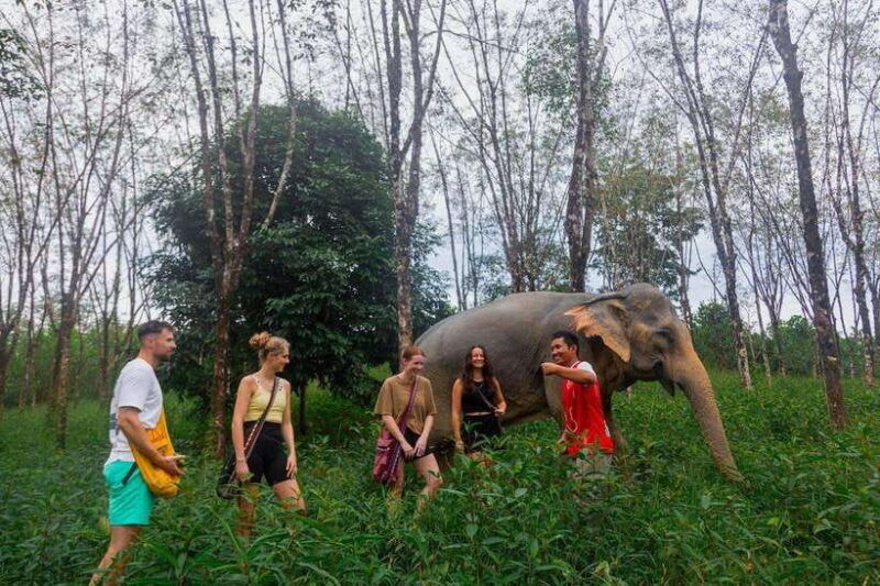 khao-lak-guided-nature-walk-elephant-experience