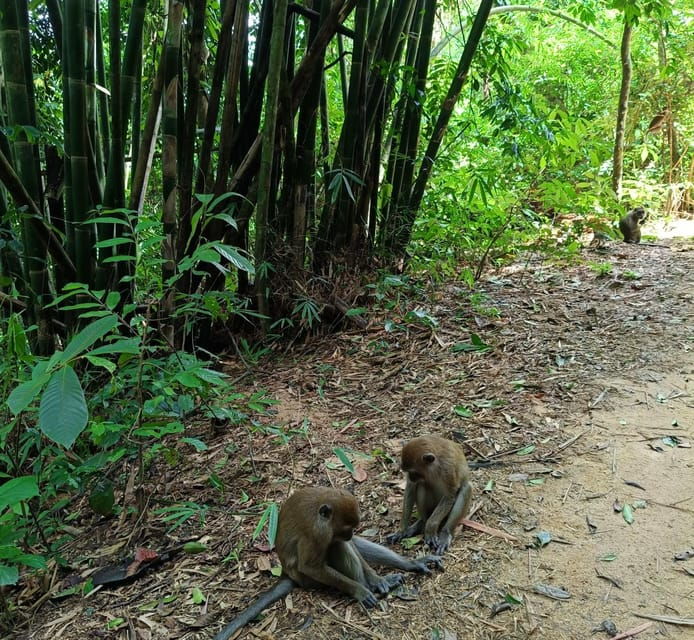 khao-sok-private-day-trekking-jungle-dinner-night-safari