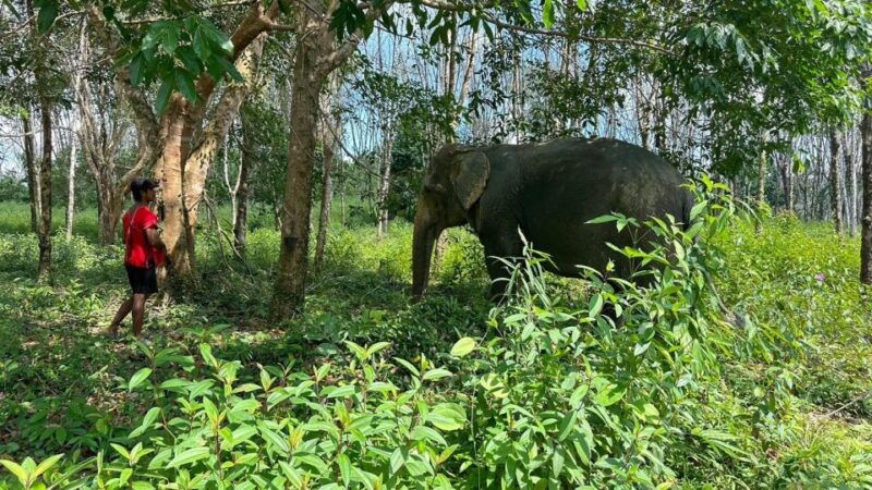khaolak-hightlight-jungle-trekking-with-eco-guide-day-tour