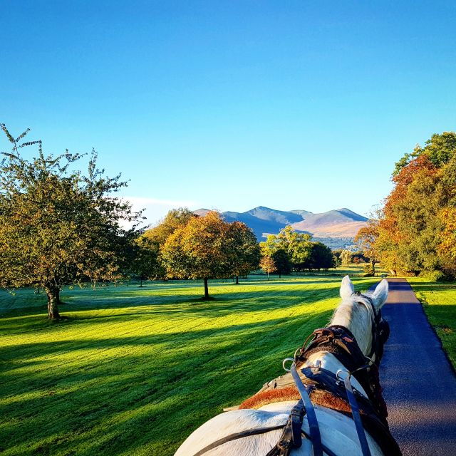 killarney-1-hour-jaunting-car-horse-and-carriage-tour