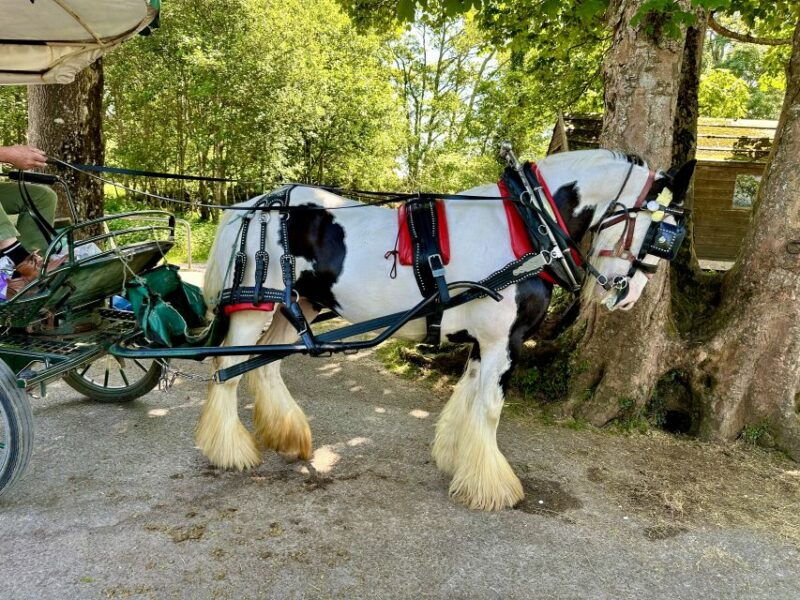 killarney-killarney-national-park-private-tour