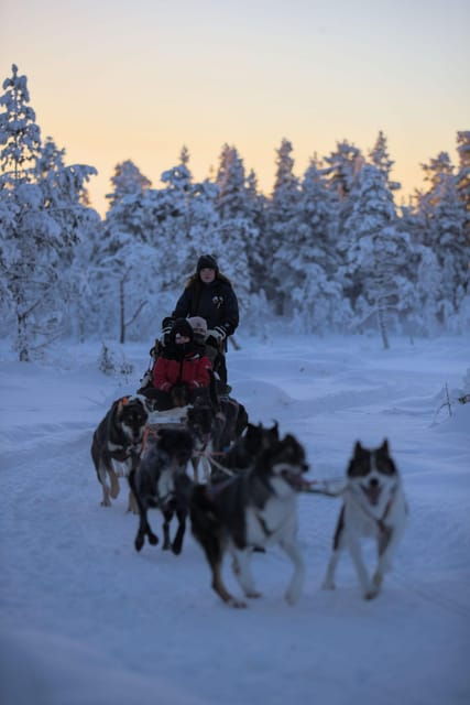 kiruna-morning-husky-sled-ride-with-coffee-break