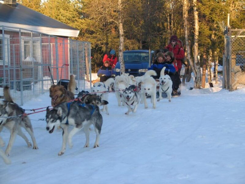 kiruna-northern-light-short-husky-tour-with-coffee