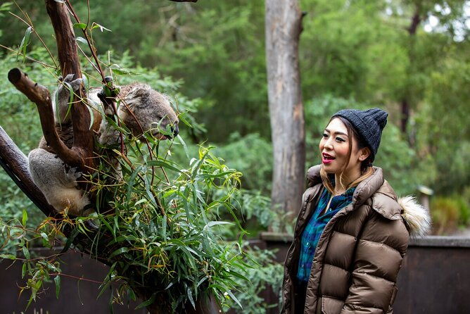 Koala Experience at Healesville Sanctuary - excl. entry - The Value of the Koala Experience
