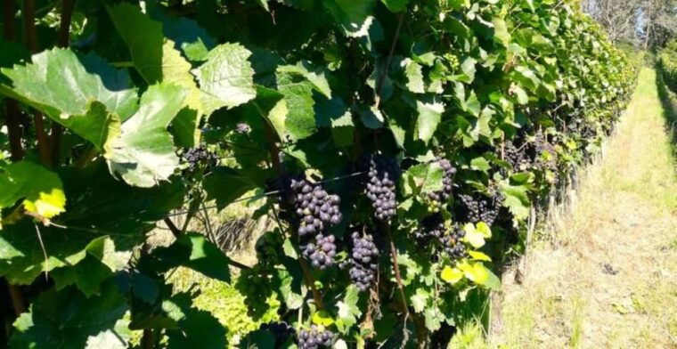koblenz-the-living-vineyard-nature-wine-enjoyment