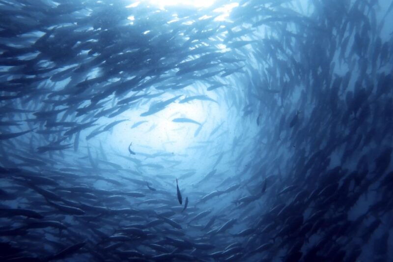 koh-samui-day-trip-diving-at-sail-rock