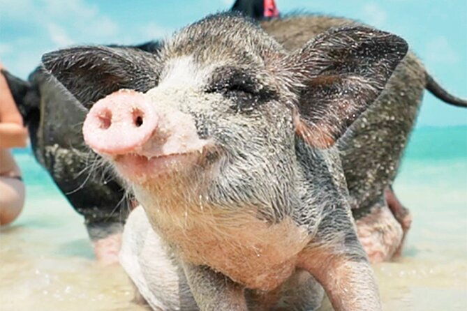 kohsamui.tours - Pig Island Snorkeling Eco Tour by Speed Boat - What Makes This Tour Stand Out?