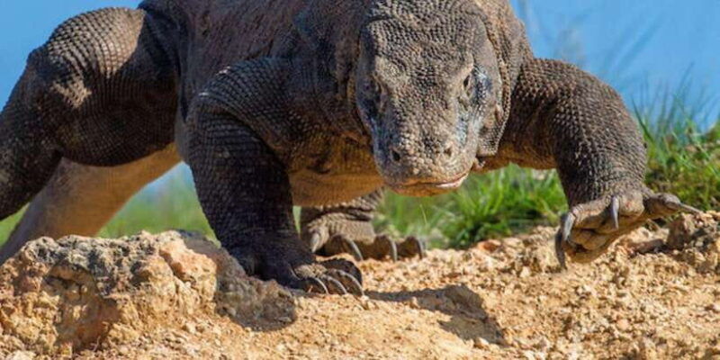 komodo-island-3d2n-private-speedboat-land-tour-hotel