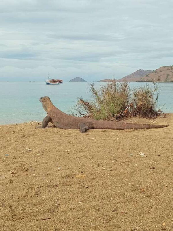 komodo-island-tour-3days-2nights