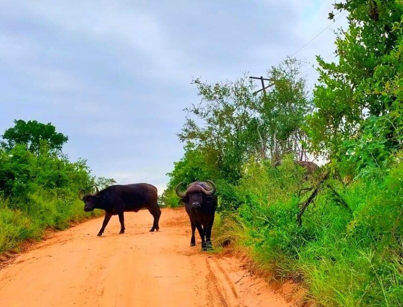 kruger-park-full-day-guided-safari