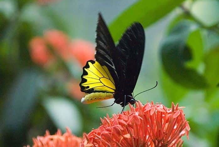 kuala-lumpur-bird-park-butterfly-garden-private-tour