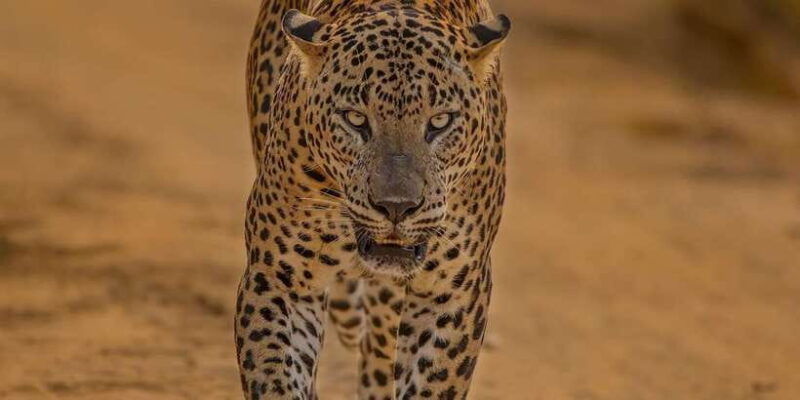 kumana-national-park-morning-or-afternoon-safari-6-h