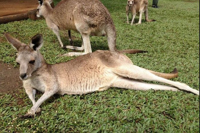 Kuranda Day Budget Tour, TKS-RFS 0930 - Final Thoughts: Who Is This Tour Perfect For?