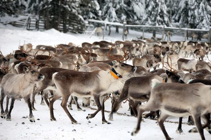 kuusamo-morning-feeding-of-hundreds-of-reindeer