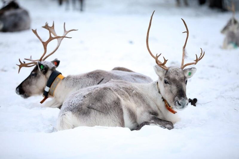 kuusamo-reindeer-farm-visit