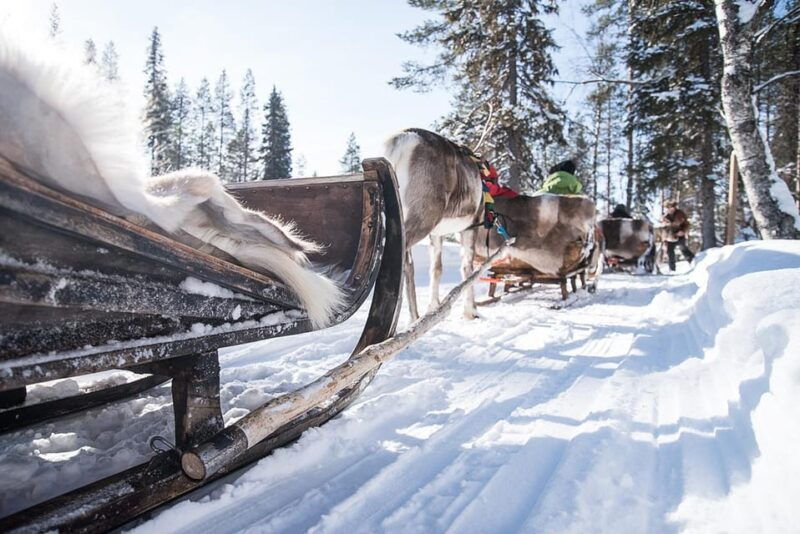 kuusamo-reindeer-sleigh-ride