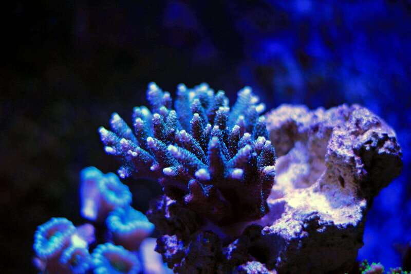 la-paz-coral-farm-snorkel-tour