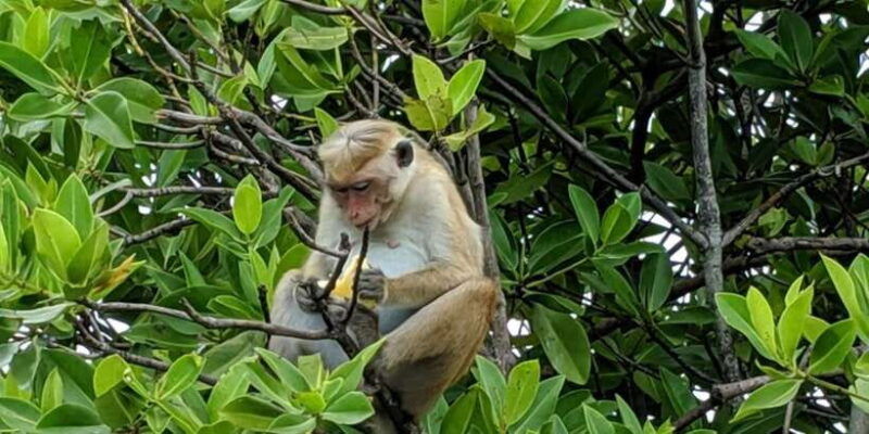 lagoon-tour-to-monkey-island-in-negombo